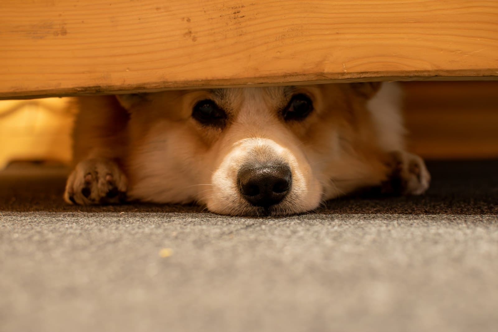Un chien réfugié sous un meuble, seul le museau dépasse